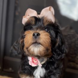 Bernedoodle, Cavapoo, and Goldendoodle Puppies from Blackberry Farm Puppies