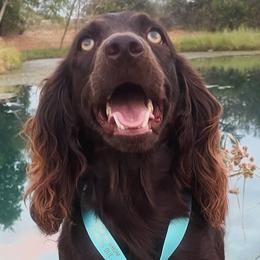 Boykin Spaniels from Bosque River Boykins