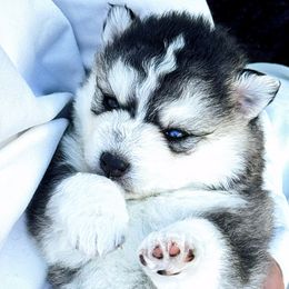 Squiggy - Wolf sable female Pomsky puppy in Homer, Alaska from Vulpini Arctic Spitz