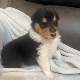 Billy - Black white and tan male Collie puppy in Genoa, Ohio from Pyman Collies