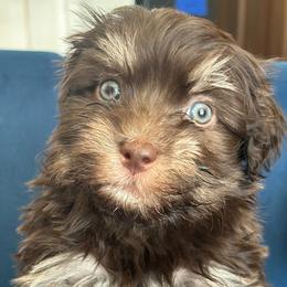 Valentino - Chocolate male Havanese puppy in Arizona from HavaDoggie