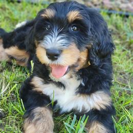Bernedoodles and Cavapoos from Cariad Doodles