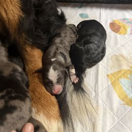 Annie - Blue merle female Bernedoodle puppy in Campbellsville, Kentucky from Blue Belle Hills Bernedoodles