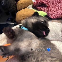 Hosanna - Gray sable female Shiloh Shepherd puppy in Jackson, Wisconsin from Edelweiss Shiloh Shepherds