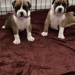 Boxer Puppies from Martinez Boxers of Central Florida