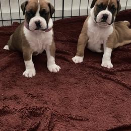Boxer Puppies from Martinez Boxers of Central Florida