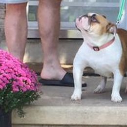 Bulldog All Grown Up from TnTsBulldogs