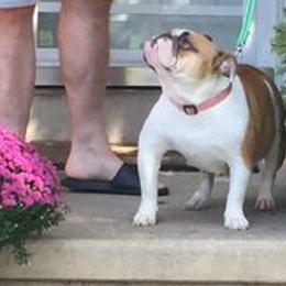 Bulldog All Grown Up from TnTsBulldogs