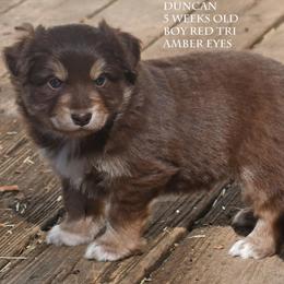 Duncan - Red tri male Miniature Australian Shepherd puppy in Patterson, North Carolina from DreamLine Aussies
