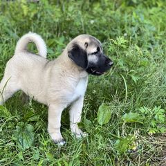 Kangal Puppies from Berecz Hollow Farm LLC