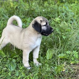 Kangal Puppies from Berecz Hollow Farm LLC