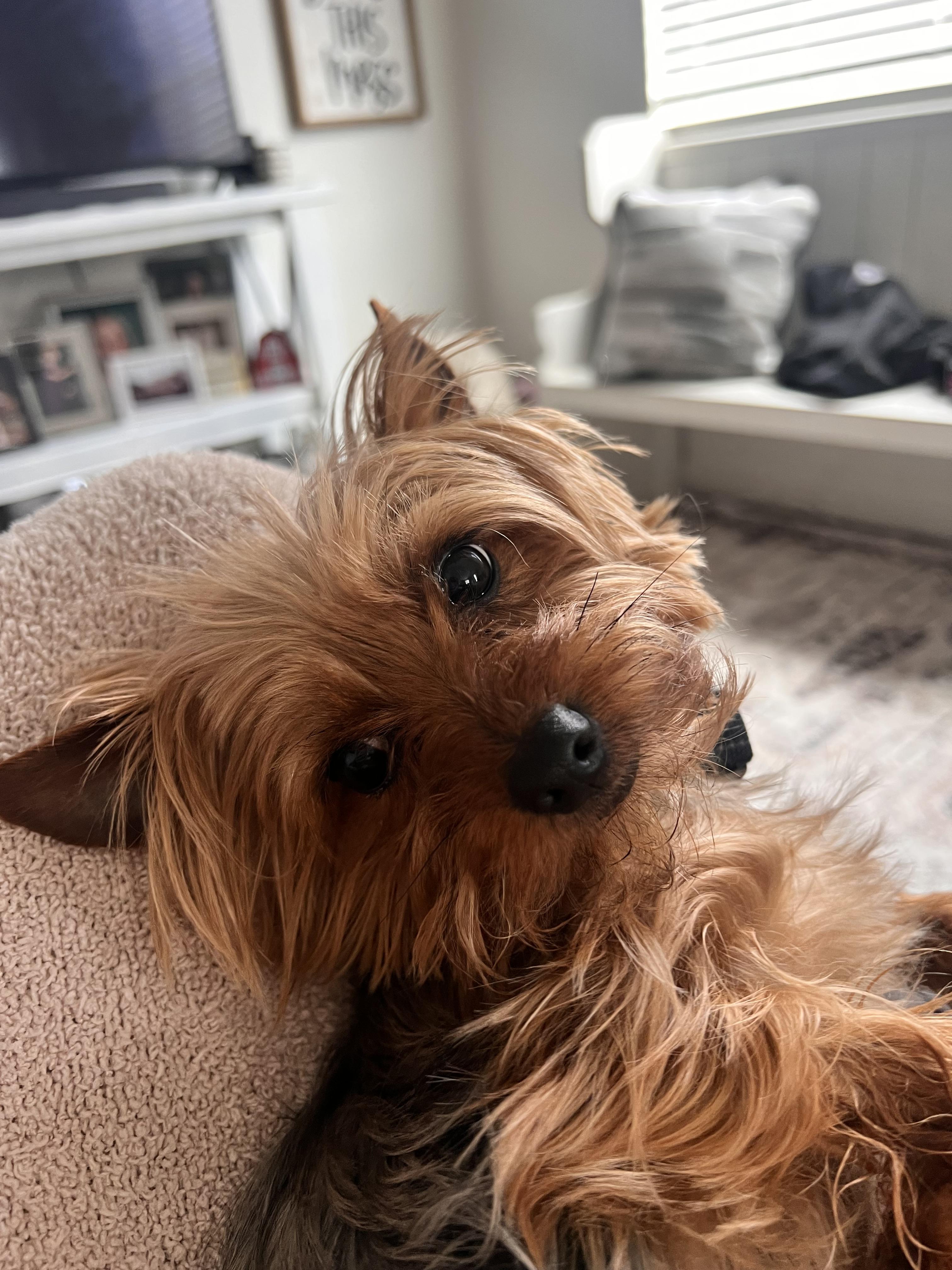 Toby