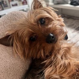 Toby - Yorkshire Terrier