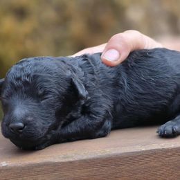 Boy 1 - Black male Poodle puppy in Springfield, Oregon from Valaurah Farms