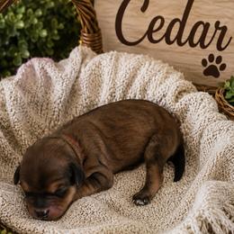 Cedar- Red Collar - Red phantom male Aussiedoodle puppy in Grand Blanc, Michigan from B's Aussiedoodles