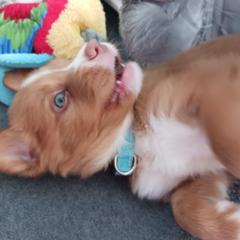 Nova Scotia Duck Tolling Retriever Puppies from Red Hill Tollers