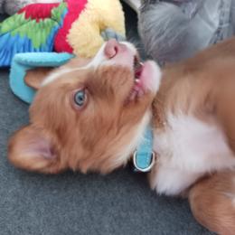 Nova Scotia Duck Tolling Retriever Puppies from Red Hill Tollers