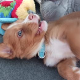 Nova Scotia Duck Tolling Retriever Puppies from Red Hill Tollers