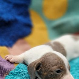 Dachshund Puppies from One Love Doxies