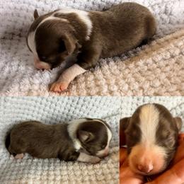 Red tri male - Red tri male Toy Australian Shepherd puppy in Brooker, Florida from Honey, I Shrunk the Aussies