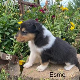 Esme - Black white and tan female Collie puppy in Hinckley, Minnesota from Rusty Spur Collies