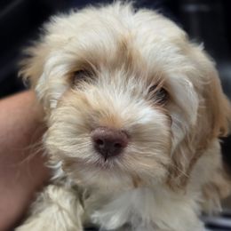Gravy - Buff and white male Cockapoo puppy in West Point, Mississippi from Golden Paws