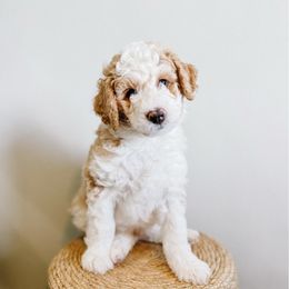 Kit Kat - Fawn and white male Sheepadoodle puppy in Republic, Missouri from DOOD & Co