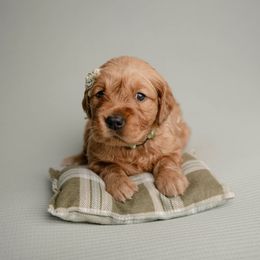 Girl 3 - female Golden Retriever puppy in Buhl, Idaho from Atkinson's Goldens