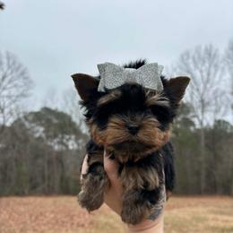 No white Female - Black and tan female Yorkshire Terrier puppy in Georgia from Nalley Kennels