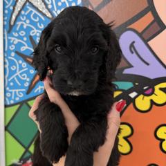 Double Doodle Puppies from Doodle lovers