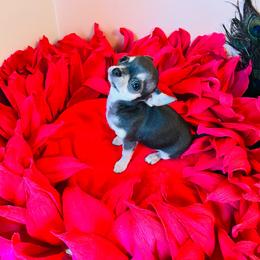 Grafinya Georgetta - Blue and tan female Chihuahua puppy in Buffalo Grove, Illinois from Piccoli Amici Chihuahuas
