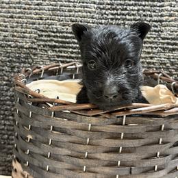 Boy 2 - Black male Scottish Terrier puppy in Nickelsville, Virginia from Pecan Creek
