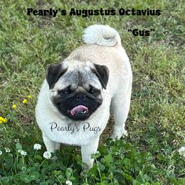 Gus - Pug