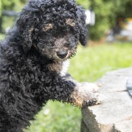 Oliver - Tri-color male Bernedoodle puppy in Columbus, Ohio from Darcy Lee's Designer Doodles