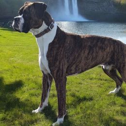 Buck - Boxer