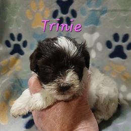 Trinie - Parti female Miniature Schnauzer puppy in Midland, Texas from Shebbies Puppy Palace