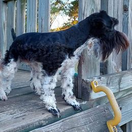 Axel - Miniature Schnauzer