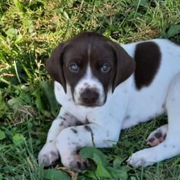 German Shorthaired Pointer Puppies from Edonja German Shorthaired Pointers