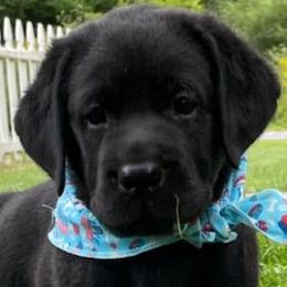 Labrador Retrievers from Red Barn Farm Labradors - Made in Vermont