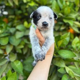 Shania - Blue mottled female Australian Cattle Dog puppy in Surprise, Arizona from Copper State Cattle Dogs