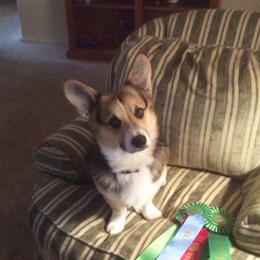 Pembroke Welsh Corgi Puppies from Corgis Hawaii Pleasantstone Aloha Corgis