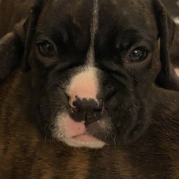 Boxer Puppies from Fineview Boxers