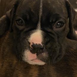 Boxer Puppies from Fineview Boxers