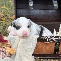 Blue Merle - White and blue merle female Border Collie puppy in Nashville, Arkansas from Whisenhunt Farms