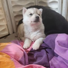 Siberian Husky Puppies from Spirit of the Moon Siberians