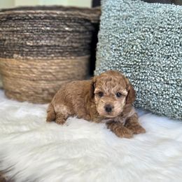 Meet Willow :) - Red female Cavapoo puppy in Centerville, Iowa from Barnyard Dachshunds, Dals & Doodles