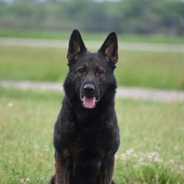 Bauer - German Shepherd