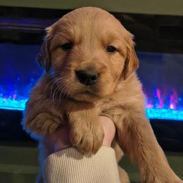 Pine (no collar) - Dark golden male Golden Retriever puppy in Tenino, Washington from Oak River Goldens'