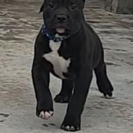 Boy 1 - Black male American Staffordshire Terrier puppy in Pomona, California from Lunatic Kennels