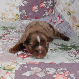 Red Merle boy - Red merle male Toy Australian Shepherd puppy in Okeana, Ohio from Fetching Toy Aussies